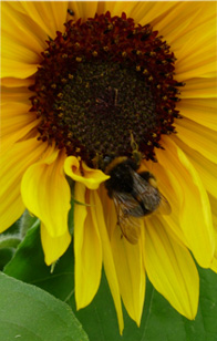 A bee on a flower